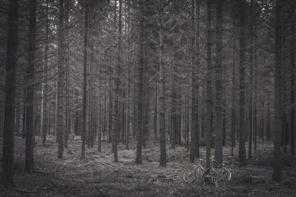 landscape-fahrrad-wald