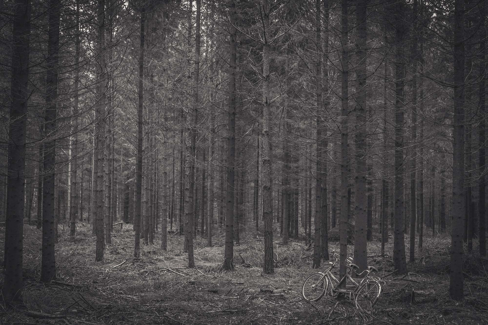 landscape-fahrrad-wald