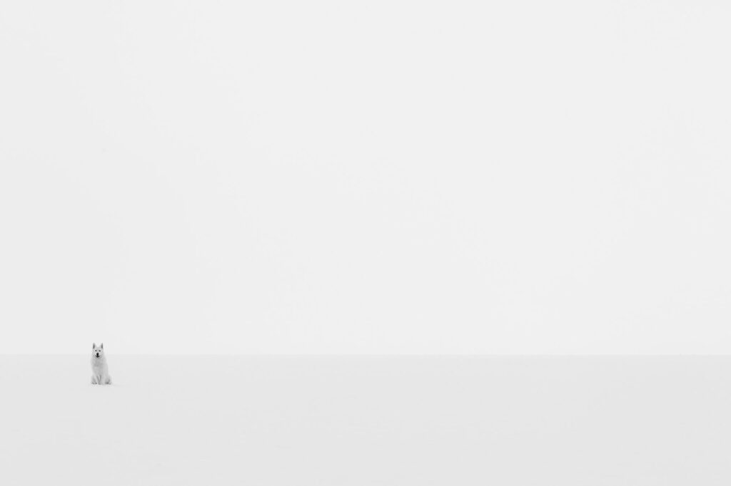 landscape-schnee-hund