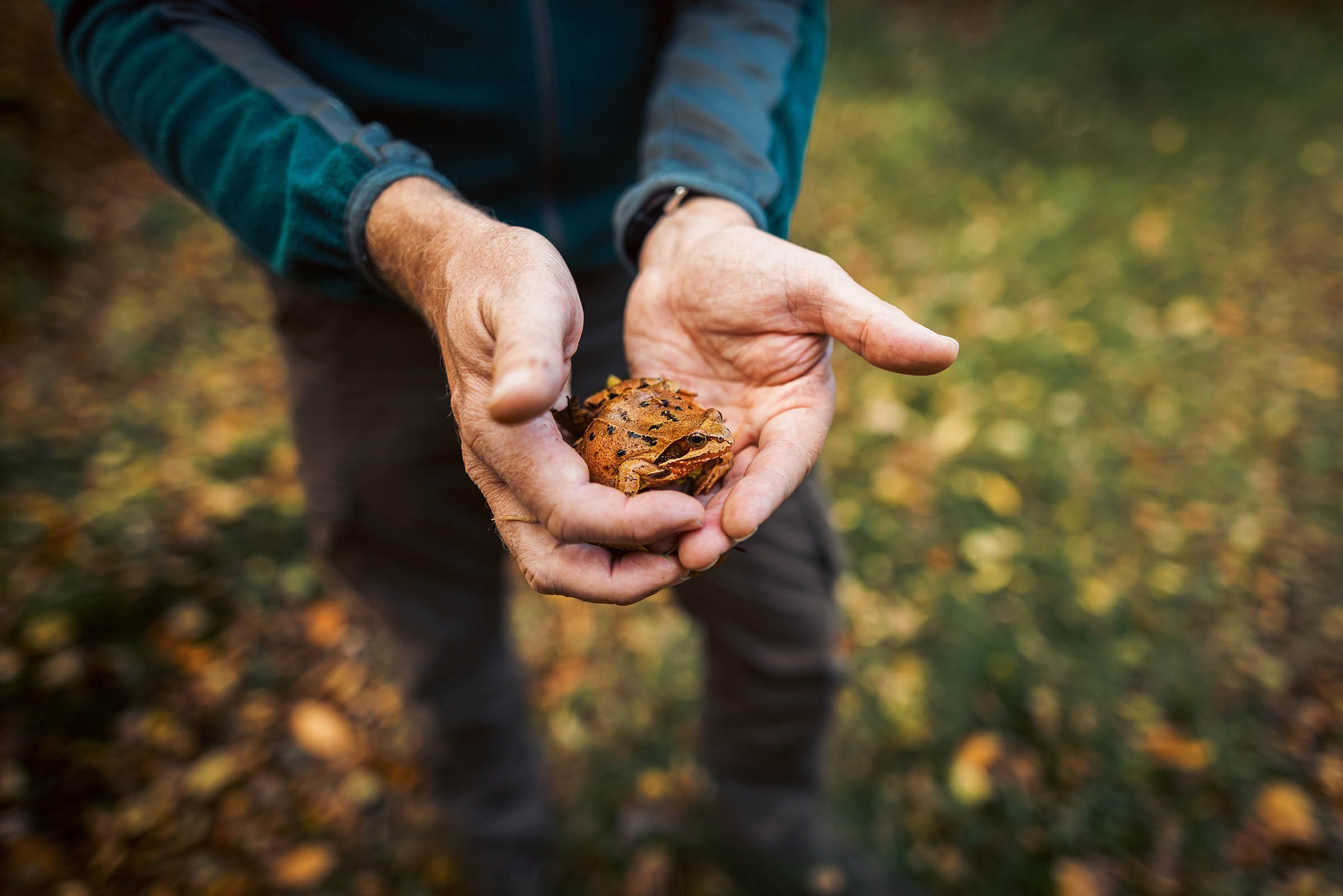 Nahaufnahme von Kröte in Händen mit Wald im Hintergrund